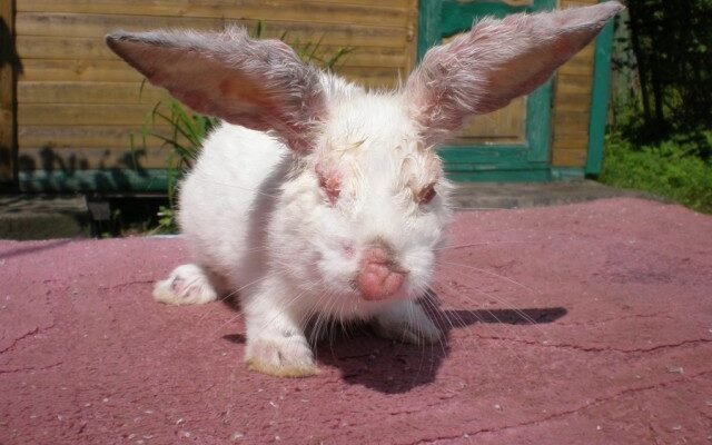 Міксоматоз кролів: чи безпечне м’ясо для вживання людиною?
