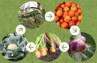 Чи можна садити картоплю після сої: рекомендації та поради агрономів