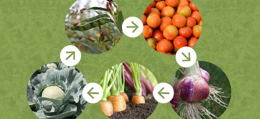 Чи можна садити картоплю після сої: рекомендації та поради агрономів