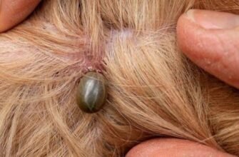 “Кліщ у собаки: наслідки та як запобігти здоров’я улюбленця”