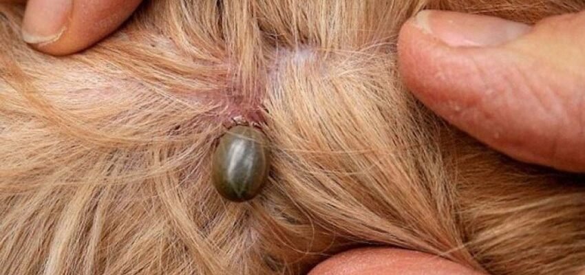 “Кліщ у собаки: наслідки та як запобігти здоров’я улюбленця”