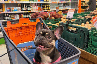 Чи можна в АТБ з собакою: правила відвідування магазинів з тваринами