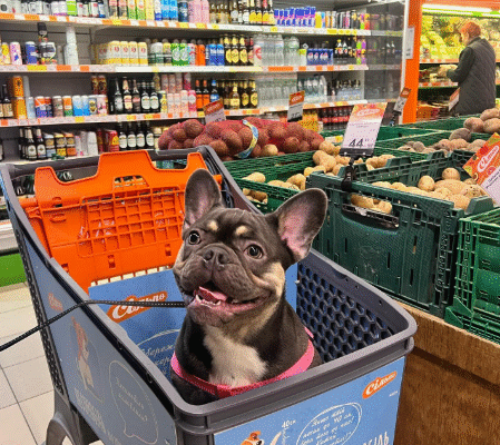 Чи можна в АТБ з собакою: правила відвідування магазинів з тваринами