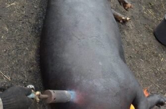 Чи можна різати свиню, коли вона в охоті: період та рекомендації