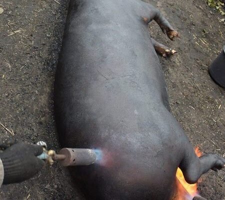 Чи можна різати свиню, коли вона в охоті: період та рекомендації