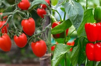 Чи можна садити перець біля помідорів: поради та особливості сусідства