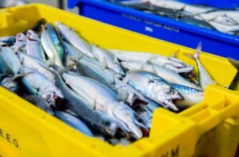 Чи можна перевозити рибу через кордон: правила та обмеження