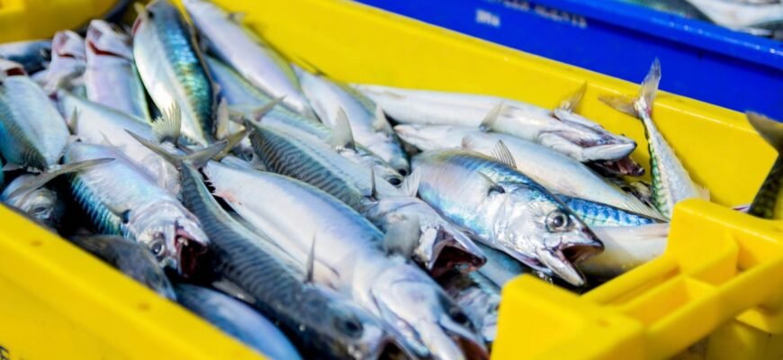 Чи можна перевозити рибу через кордон: правила та обмеження