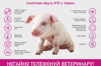 Африканська чума свиней: Чи безпечно вживати свинину під час спалаху?