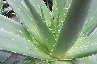 Чи можна алое прикладати до рани: користь та застереження застосування