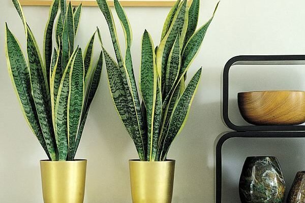 Чи можна тримати вдома вазон “тещин язик”: користь та прикмети