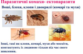 Вплив отруйних комах: наслідки їх укусів для здоров’я та безпеки