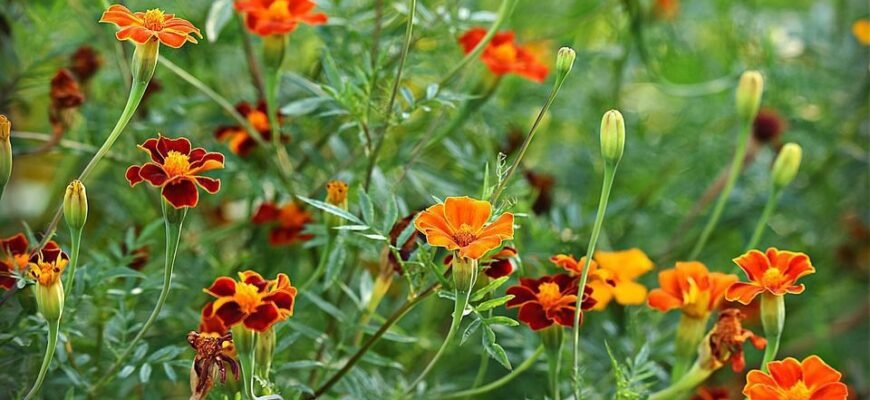 Чи можна сіяти чорнобривці на зиму: поради та рекомендації садівникам