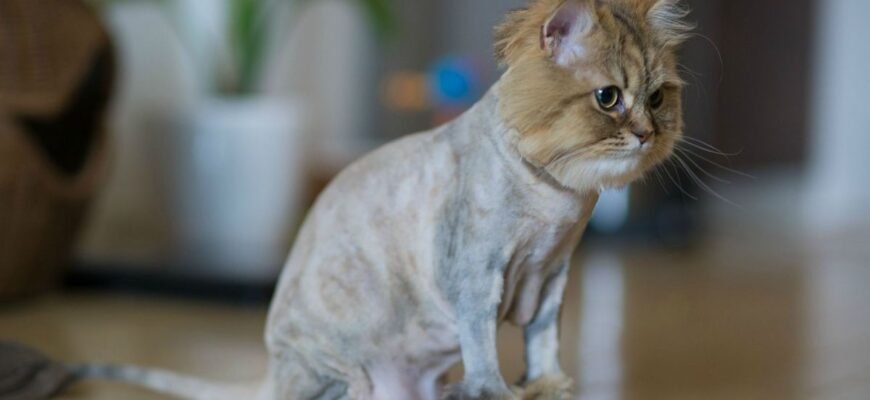 Чи можна стригти котів: поради для безпечного догляду за улюбленцем