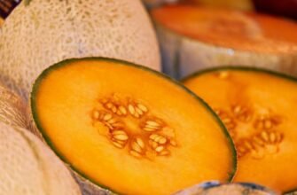 Чи можна собакам диню: користь, ризики та рекомендації ветеринарів