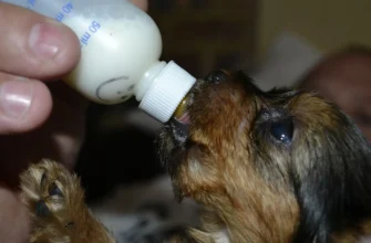 Чи можна собакам молоко: користь, ризики та поради ветеринарів