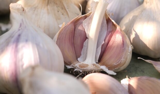 Чи можна садити ярий часник на зиму: поради для успішного вирощування