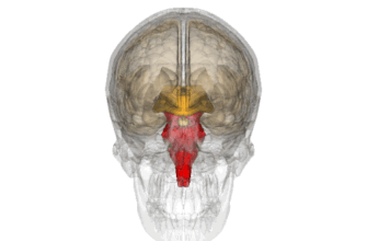 Наслідки перенесеної нейроінфекції МКХ-10: що варто знати