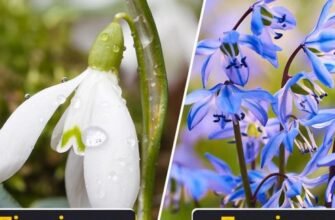 Різниця між пролісками і підсніжниками: що важливо знати?