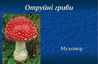 Чи можна їсти мухомори: небезпека вживання та альтернативи