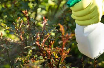 Чи можна кропити після дощу: поради та рекомендації для аграріїв