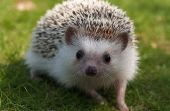 Чи можна їжакам молоко: чому це небезпечно для їх здоров’я?