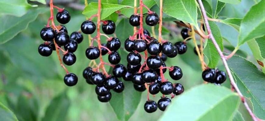 Чи можна безпечно вживати ягоди черемхи в їжу: поради і застереження