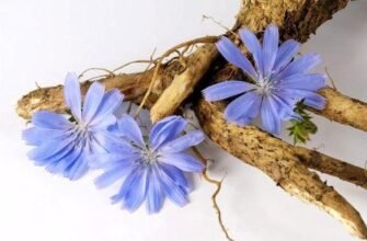 Чи можна пити цикорій при цукровому діабеті: безпечність напою