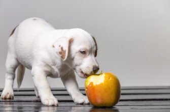 Чи можна собакам яблука: користь та обмеження в раціоні чотирилапих