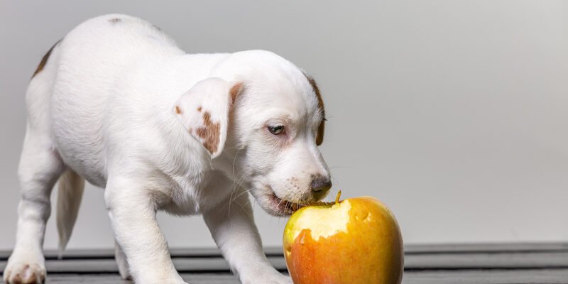 Чи можна собакам яблука: користь та обмеження в раціоні чотирилапих