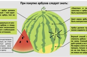 Чи можна кавун на гв: рекомендації для безпечного годування