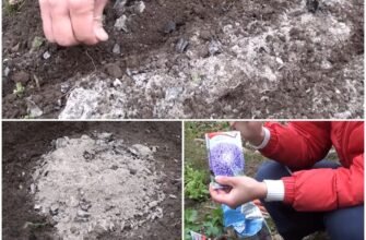 Чи можна сіяти айстри на зиму: поради та рекомендації для садівників