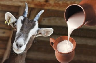 Чи можна кип’ятити козяче молоко: поради та рекомендації експертів