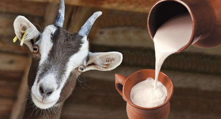 Чи можна кип’ятити козяче молоко: поради та рекомендації експертів