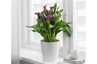 Чи можна тримати вазон калу вдома: поради та рекомендації