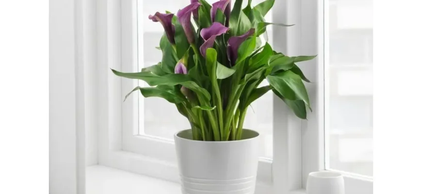 Чи можна тримати вазон калу вдома: поради та рекомендації