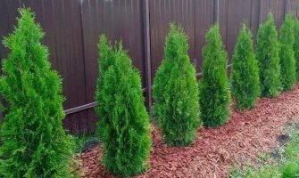 Чи можна підживлювати туї селітрою: поради та рекомендації експертів