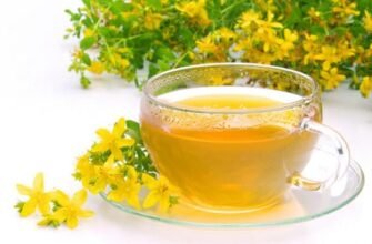 Чи можна пити чай з звіробою: користь, ризики та рекомендації