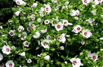 Чи можна садити гібіскус біля хати: поради та рекомендації