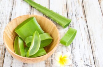 Чи можна їсти алое? Відкрийте корисні властивості рослини!