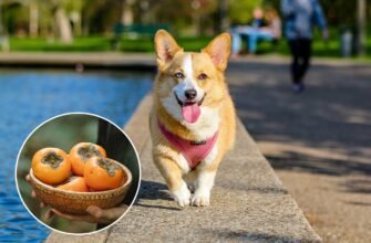 Чи можна собакам хурму: безпека та рекомендації для власників собак