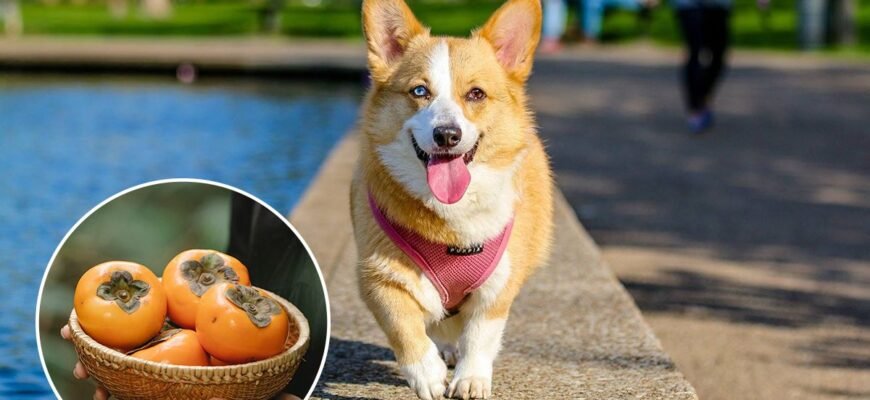 Чи можна собакам хурму: безпека та рекомендації для власників собак
