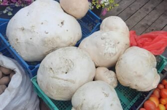 Чи можна їсти гриб дощовик: що варто знати про безпеку та користь?