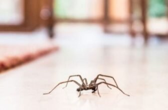 Чи можна вбивати павуків: плюси, мінуси та етичні міркування