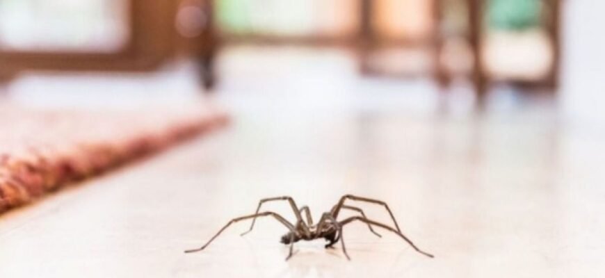 Чи можна вбивати павуків: плюси, мінуси та етичні міркування