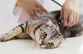 Чи можна каструвати кота в 2 роки: важливі поради та рекомендації