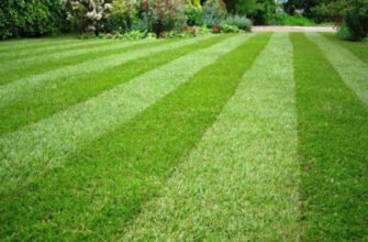 Чи можна сіяти газонну траву на зиму: поради та рекомендації