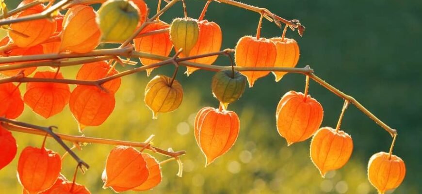 Чи можна їсти фізаліс: Безпечні способи вживання та користь