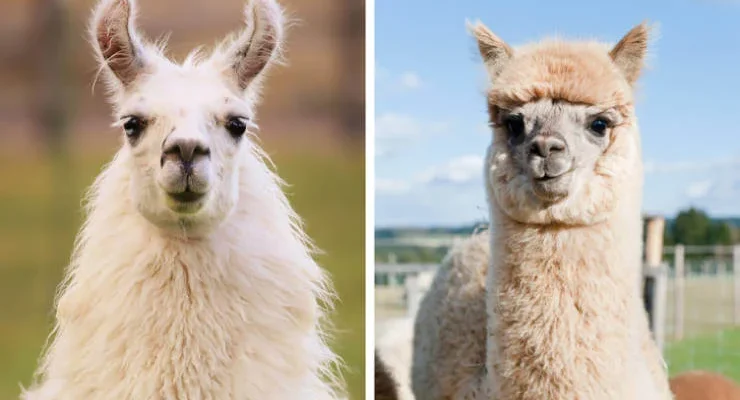 Визначаємо різницю між альпакою та ламою: ключові відмінності