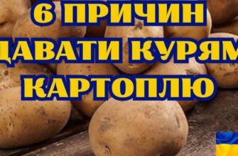 Чи можна індикам давати варену картоплю: рекомендації та поради